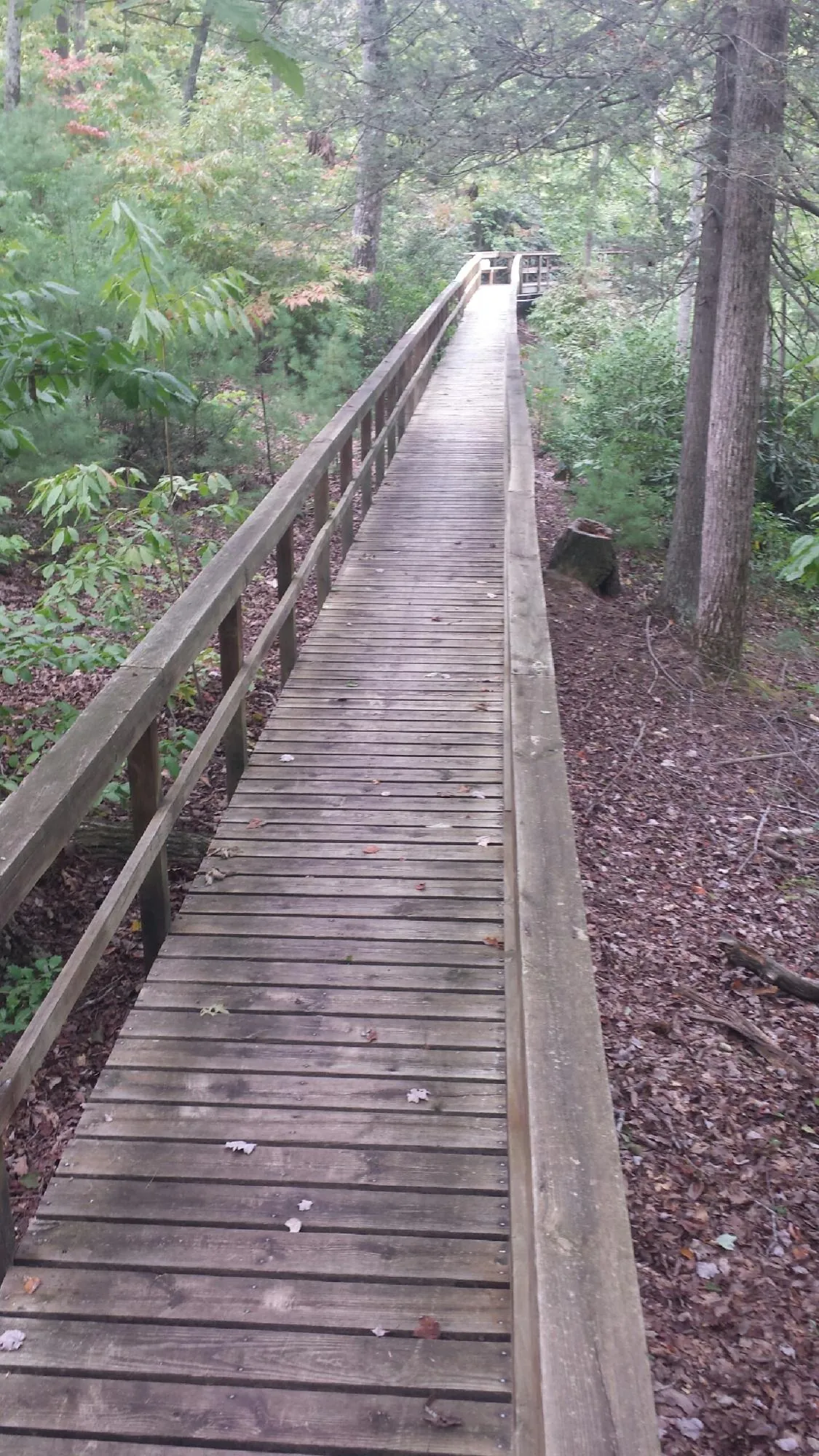 Long wood walkway with handrails built through the woods in Ringtown